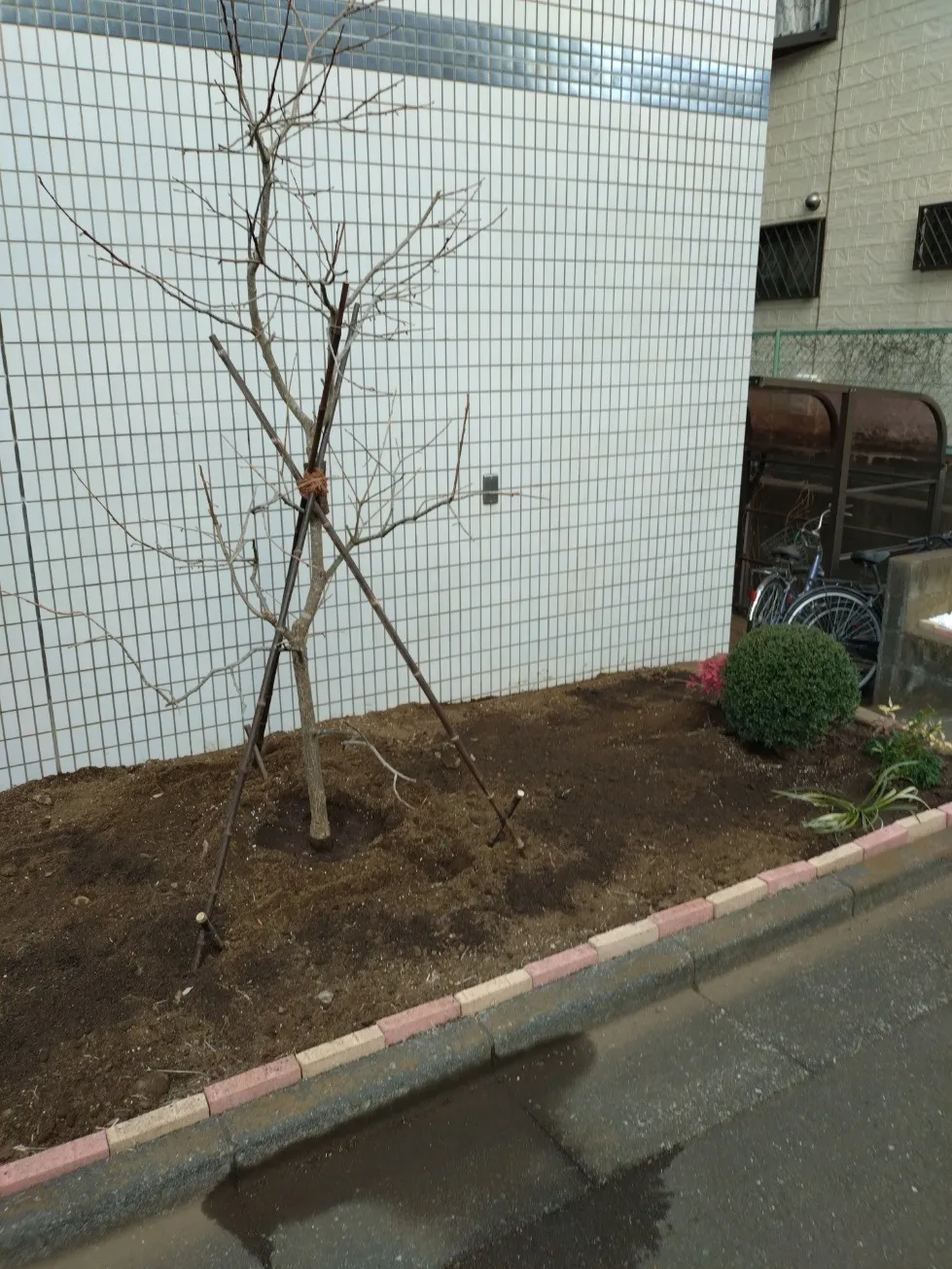 2025.2月柿の木植樹