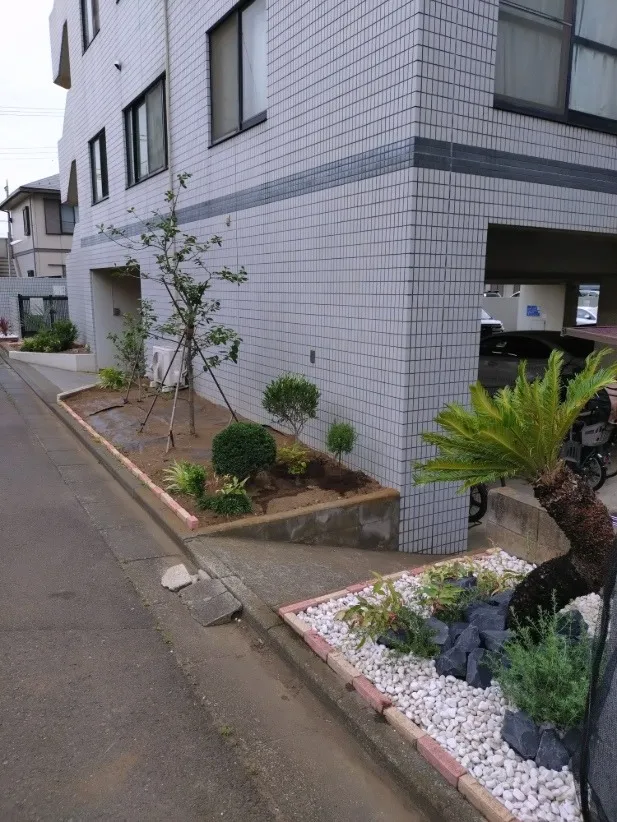 柿の木成長具合とソテツ植樹