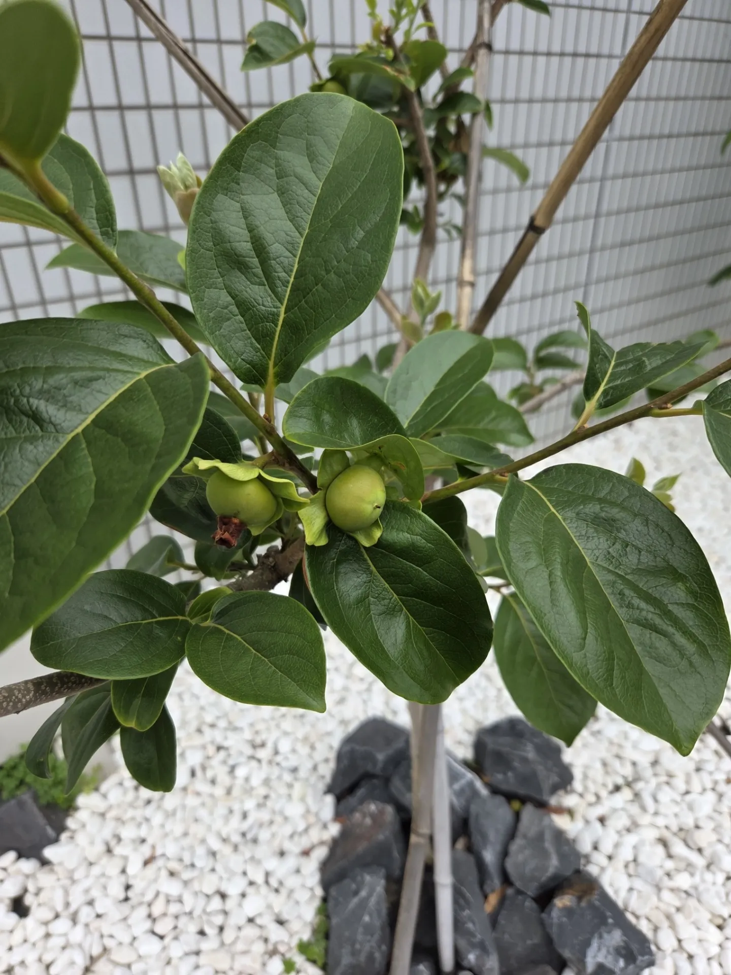 昨年植樹した柿の木に実が付きました